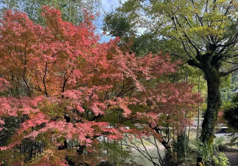 洋々庵 個室サウナ 水風呂あり 3
